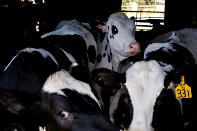 Những con bò sữa tại một trang trại gia súc ở Rockford, Illinois, Mỹ, hôm 9/4. Ảnh: Reuters.