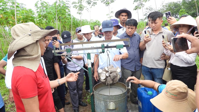 With the support from state policies, the cassava industry in Tây Ninh, specifically, and nationwide in general, will continue to maintain its position. Photo: Tran Trung.