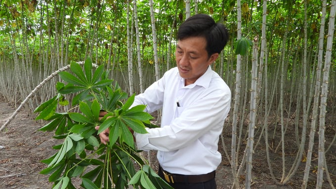 Introducing new cassava varieties with disease resistance and drought tolerance such as HN1, HN3, and HN5... and changing cultivation methods are also the keys for cassava growers in Tay Ninh to overcome adversities. Photo: Tran Trung.