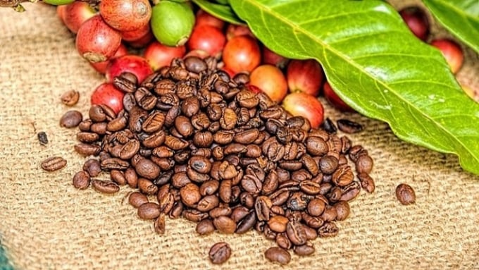 The latest coffee market prices both domestically and globally on 05/04/2024