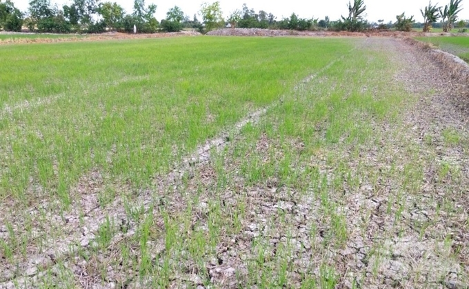 Hàng trăm ha lúa hè thu 2024 đã xuống giống ở xã Vĩnh Quới (thị xã Ngã Năm) không có nước tưới, nguy cơ bị thiệt hại hoàn toàn. nong duoc viet nam