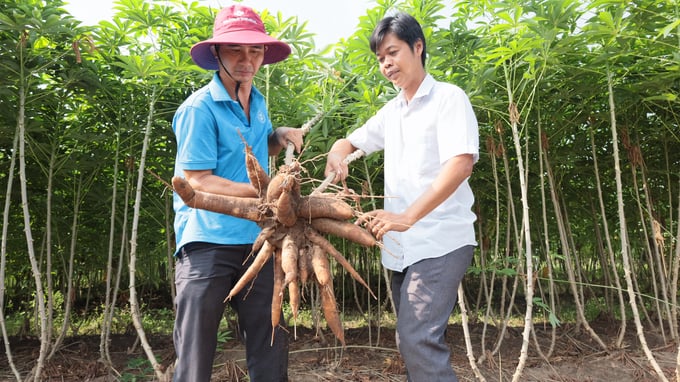 Mr Duong Thanh Phuong (wearing white) stated that cassava productivity increased by 30 - 50% with the application of water-saving irrigation. Photo: Tran Trung.