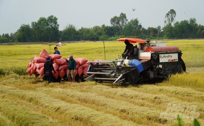 Thanks to proactively sowing seeds early and harvesting before saltwater intrusion occurs, the winter-spring rice area of ​​localities in the Mekong Delta region avoids damage. Photo: Kim Anh.