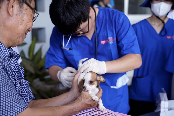 Rabies vaccination for dogs in Duc Hue district, Long An province. Photo: Thanh Son.