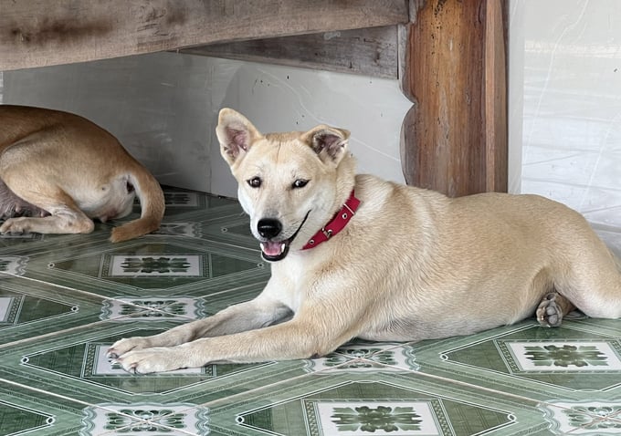 A dog in Duc Hue district, Long An province wearing a collar displaying its rabies vaccination history. Photo: Thanh Son.