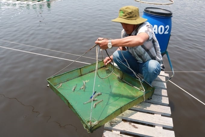 Disease outbreaks in brackish water shrimp saw unpredictable developments in 2023. Photo: PC.