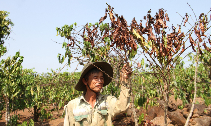 Khoảng hơn 30 nghìn ha cây trồng tại Đắk Nông bị ảnh hưởng của hạn hán. Ảnh: Quang Yên.