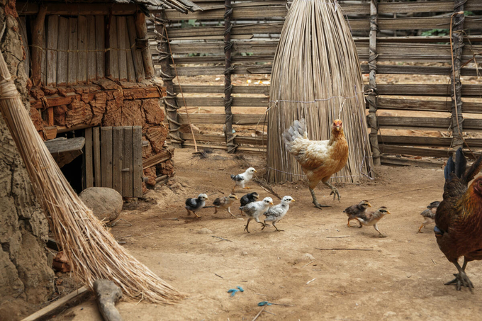 Chickens in Madagascar.