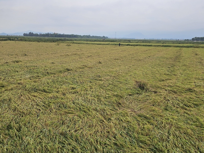 Lúa đông-xuân vào kỳ thu hoạch bị mưa lớn làm đổ rạp ở huyện Quảng Ninh. Ảnh: T. Đức.
