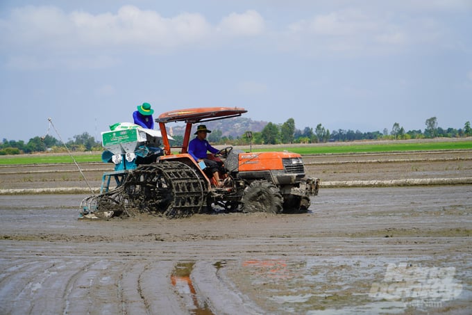 Cooperatives, cooperative groups, and their members are eligible for maximum payment when participating in low emission rice farming within the framework of the Project for one million hectares of high-quality rice. Photo: Kim Anh.