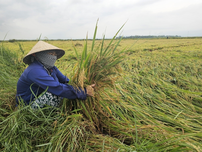 Bà con nông dân đang rẽ lúa nhằm tháo nước ra khỏi ruộng khi mưa ngớt Ảnh: T. Đức.