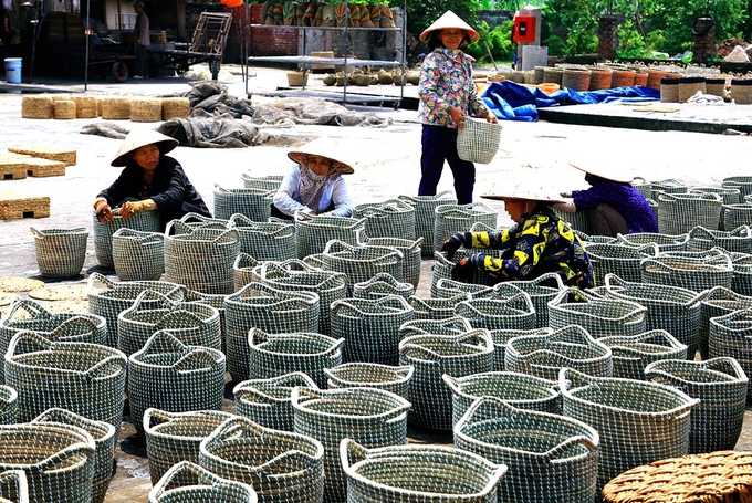 Nghề cói Kim Sơn giải quyết việc làm cho trên 30.000 lao động nông nhàn, đóng góp khoảng 70-80% giá trị sản xuất tiểu thủ công nghiệp hàng năm của huyện. Ảnh: Anh Tuấn.