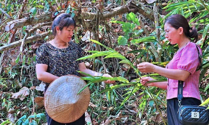 Chị Pờ Mỳ Lế (trái), Bí thư Đảng ủy xã Sín Thầu, thăm vùng trồng cây sa nhân trên địa bàn. 