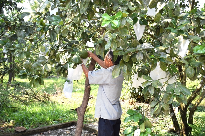 Bưởi da xanh là nông sản nổi tiếng ở huyện Hoài Ân (Bình Định). Ảnh: V.Đ.T.
