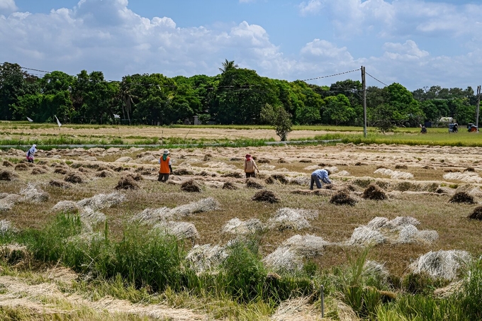 Farmers work in a rice field in Bulacan in the Philippines.