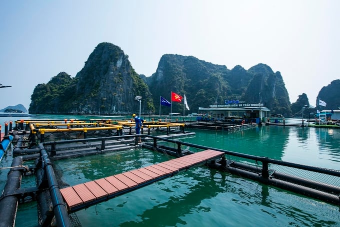 A mariculture farm in Van Don district, Quang Ninh province with multiple HDPE cages.