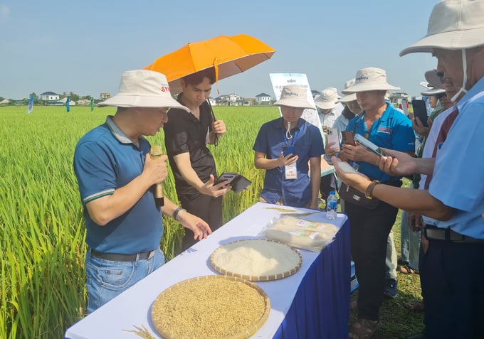 Giống lúa Syn8 là dòng sản phẩm mới đầy triển vọng của Syngenta. Ảnh: Việt Khánh.