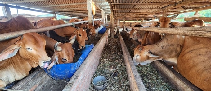 Do thiếu nguồn thức ăn nên đàn bò của một số hộ dân ở Đắk Lắk suy dinh dưỡng. Ảnh: PC.