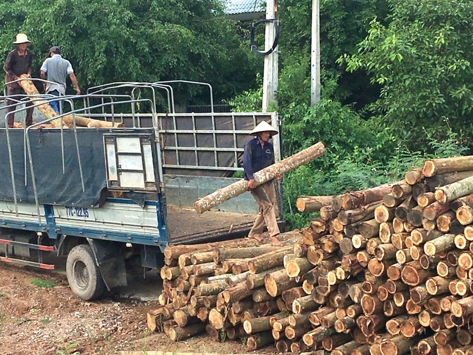Gỗ rừng trồng, đặc biệt là cây keo, đã khẳng định vai trò quan trọng trong ngành công nghiệp gỗ của Việt Nam. Ảnh: V.Đ.T.