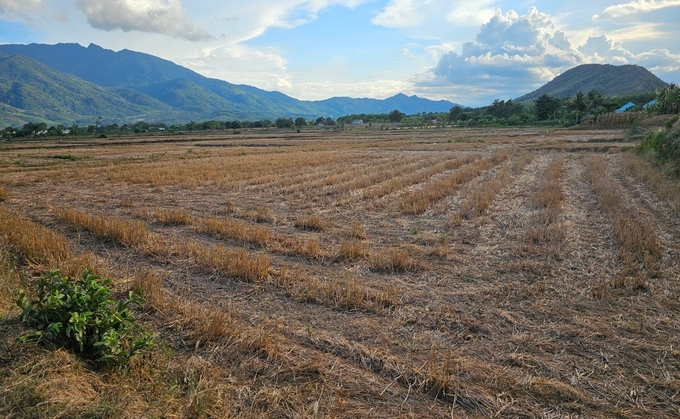 Cánh đồng thôn Tân Quang, xã Ninh Quang tạm dừng sản xuất vụ hè thu. Ảnh: Kim Sơ.