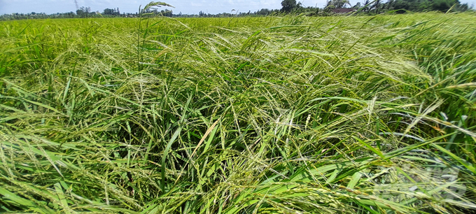 Ruộng lúa bị nhiễm 'lúa cỏ' nặng tại cánh đồng lúa tại huyện Thới Lai, TP Cần Thơ. Ảnh: DVC.