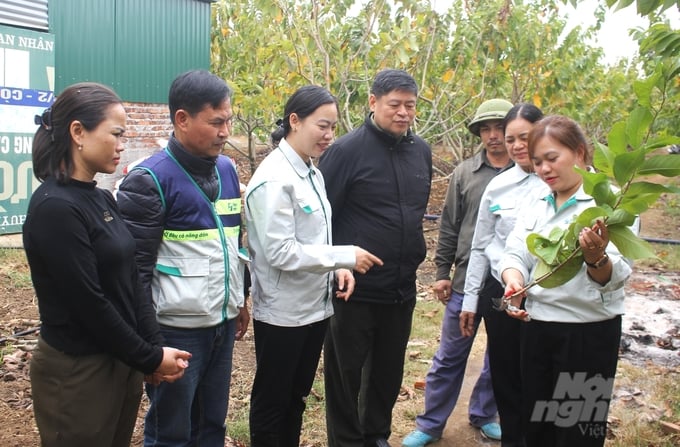Tổ khuyến nông cộng đồng tỉnh Sơn La hướng dẫn nông dân kỹ thuật cắt tỉa, tạo tán trên cây na nhằm hạn chế sâu bệnh, gia tăng năng suất. Ảnh: Trung Quân.