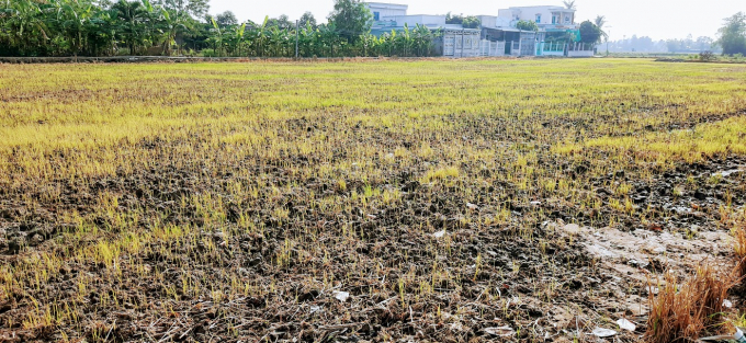 Nông dân giữ ẩm cho mặt ruộng sau vụ thu hoạch lúa để tạo điều kiện cho 'lúa cỏ' mọc mầm và tiêu diệt. 