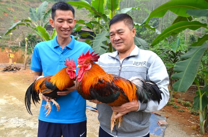 Anh (trái) Đức cùng ông Lượng đang xem những con gà nhiều cựa có mã đẹp. Ảnh: Dương Đình Tường.