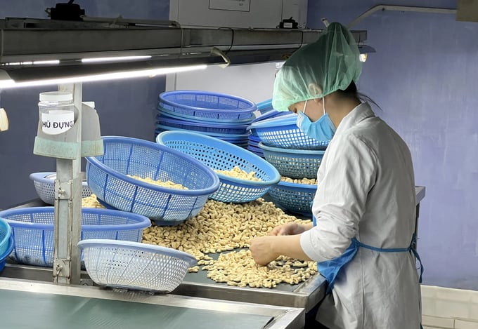 Processing cashew nuts for export at a factory of Long Son Joint Stock Company. Photo: Son Trang.