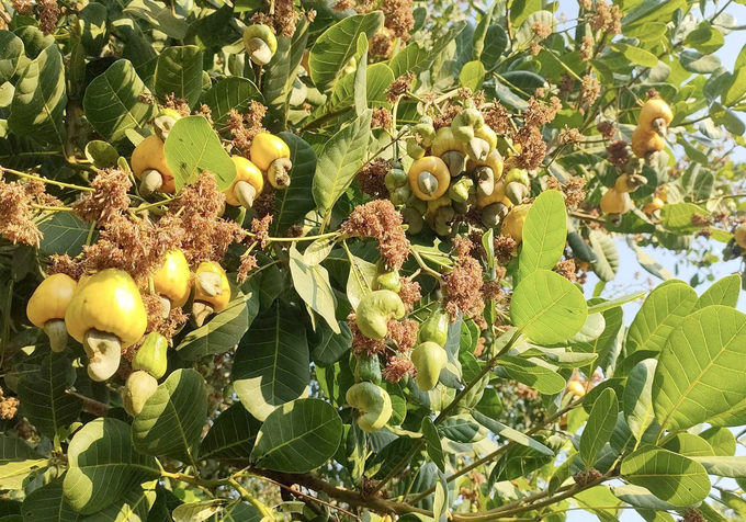 A cashew garden in Binh Phuoc province. Photo: Son Trang.