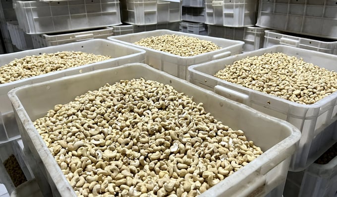 Cashew nuts in a factory in Binh Phuoc. Photo: Son Trang.