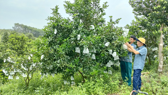 Nhờ áp dụng quy trình canh tác bài bản, khoa học, 30 - 50% số cây cam bị suy thoái có nguy cơ phải phá bỏ đã được hồi phục 'sức khỏe' và giữ lại. Ảnh: Ánh Nguyệt.