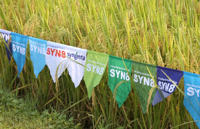 Syngenta Vietnam will introduce several other promising rice varieties in the near future. Photo: Anh Huy.
