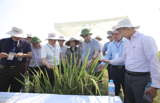 Participants of the launch ceremony praised the outstanding qualities of the Syn8 rice variety harvested during the 2023-2024 winter-spring crop in Nghe An province. Photo: Anh Huy.