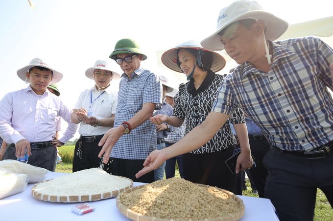 The new Syn8 rice variety has earned the trust of experts and farmers. Photo: Anh Huy.