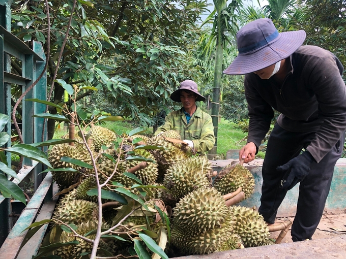 Nhiều diện tích sầu riêng ở Gia Lai cũng đã được cấp mã số vùng trồng. Ảnh: Đăng Lâm. 