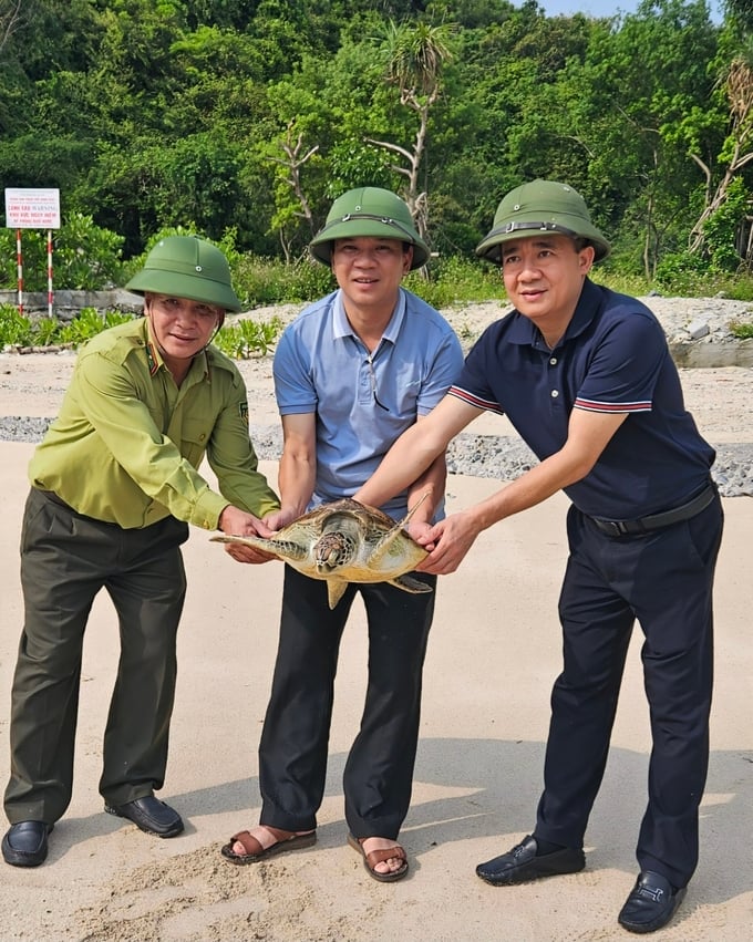 Cá thể rùa xanh quý hiếm nặng hơn 10kg được lãnh đạo Vườn Quốc gia Cát Bà trực tiếp mang thả tại khu vực đảo Cát Dứa. Ảnh: Đinh Mười.