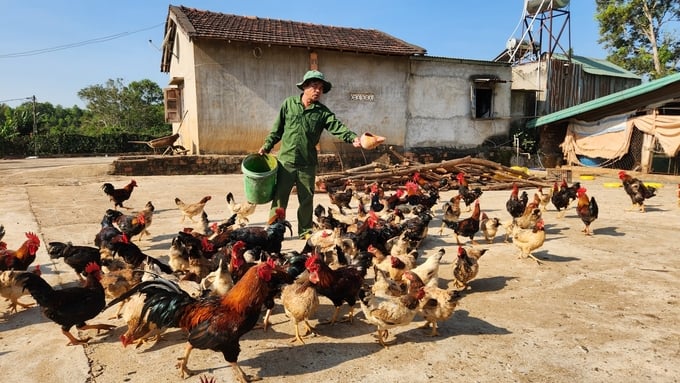 Ông Lê Hùng Anh bên đàn vật nuôi được chăm sóc từ sản phẩm thức ăn sâu canxi. Ảnh: Đăng Lâm.