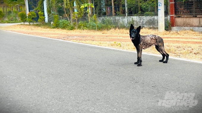 Người dân cần quản lý chặt chó, mèo tránh tình trạng chó thả rông, không rọ mõm. Ảnh: Trần Trung.