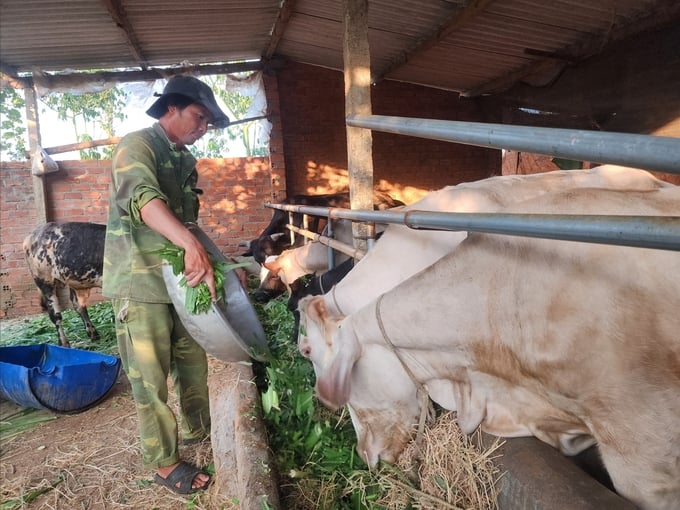 Nhờ chủ động trước nguồn thức ăn nên mùa khô năm nay anh Nguyễn Văn Nguyên không lo thiếu thức ăn cho đàn bò. Ảnh: PC. 