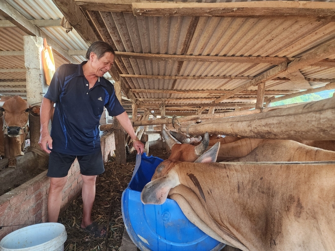 Ông Ma Đình Tài cho bò uống thêm bột bắp xay nhuyễn pha với nước nhằm cung cấp thêm dinh dưỡng sau mỗi ngày chăn thả. Ảnh: PC.