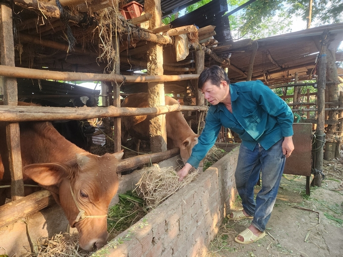 Khô hạn kéo dài cùng với giá bán giảm đã làm cho nhiều hộ chăn nuôi gia súc nhỏ lẻ gặp nhiều khó khăn. Ảnh: PC.