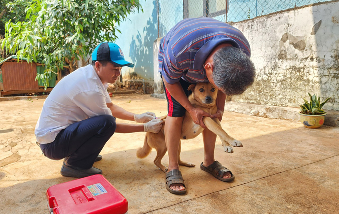 Đắk Lắk đang triển khai tiêm phòng vacxin bệnh dại cho chó, mèo trên địa bàn. Ảnh: Quang Yên.
