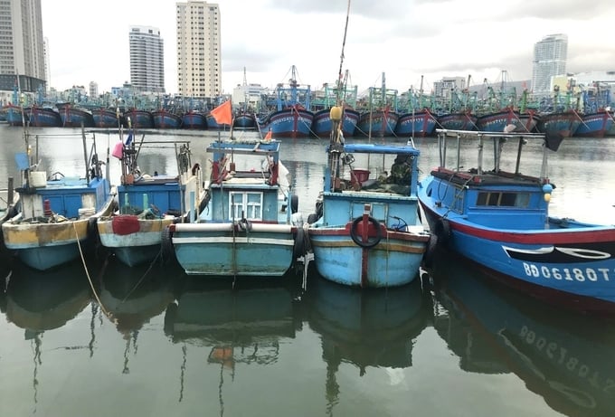 Binh Dinh province houses a large number of small-capacity fishing vessels specializing in coastal fishing. Photo: V.D.T.