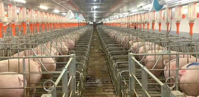The pig farming model follows a closed process. Photo: Tuan Anh.