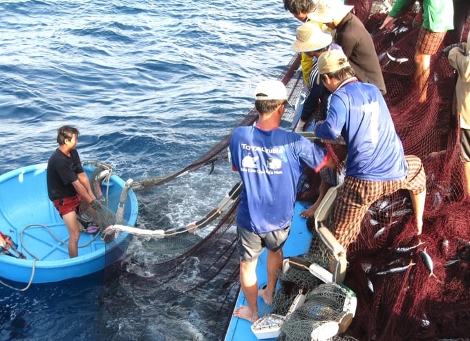 Binh Dinh province will convert fishing vessels engaged in destructive fishing practices to less impactful occupations. Photo: V.D.T.