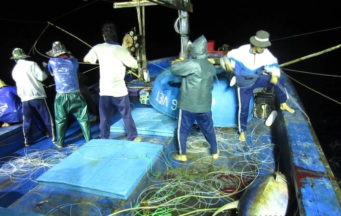 Binh Dinh province is currently managing a fleet of 1,427 vessels engaged in tuna fishing. Photo: V.D.T.