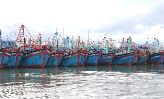 Binh Dinh province is making an active effort to annually reduce the number of fishing vessels by at least 1.5% for offshore fishing vessels, 4% for inshore fishing vessels, and 5% for coastal fishing vessels. Photo: V.D.T.
