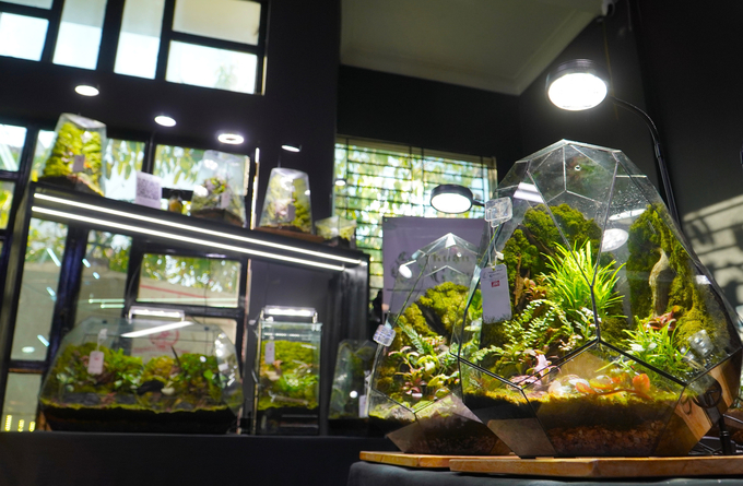 With many different styles, the art of growing terrariums is suitable for the current context of urbanization. Photo: Kim Anh.