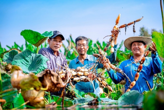 Farmers in Truong Xuan commune, Thap Muoi district, Dong Thap province, harvested lotus roots. Photo: Nguyen Khanh.